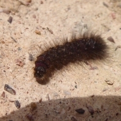 Lepidoptera unclassified IMMATURE moth at Bungendore, NSW - 16 Dec 2018