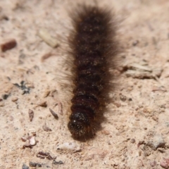 Lepidoptera unclassified IMMATURE at Bungendore, NSW - 16 Dec 2018