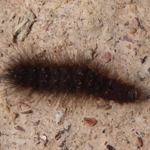 Lepidoptera unclassified IMMATURE at Bungendore, NSW - 16 Dec 2018