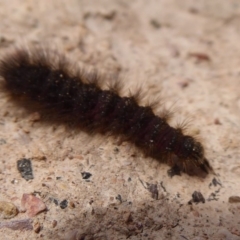 Lepidoptera unclassified IMMATURE at Bungendore, NSW - 16 Dec 2018