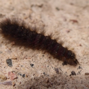 Lepidoptera unclassified IMMATURE at Bungendore, NSW - 16 Dec 2018