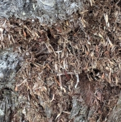 Papyrius nitidus at Garran, ACT - suppressed