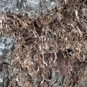 Papyrius nitidus at Garran, ACT - suppressed