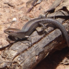 Lampropholis guichenoti (Common Garden Skink) at Bungendore, NSW - 16 Dec 2018 by Christine