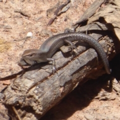 Lampropholis guichenoti at Bungendore, NSW - 16 Dec 2018