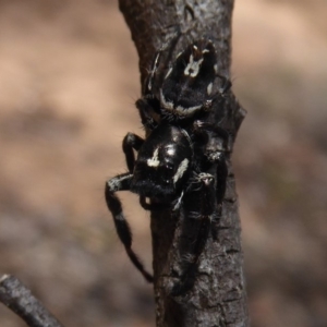 Sandalodes scopifer at Bungendore, NSW - 16 Dec 2018