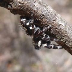 Sandalodes scopifer at Bungendore, NSW - 16 Dec 2018