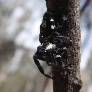 Sandalodes scopifer at Bungendore, NSW - 16 Dec 2018