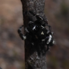 Sandalodes scopifer at Bungendore, NSW - 16 Dec 2018