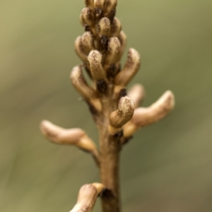 Gastrodia sp. at Tennent, ACT - suppressed