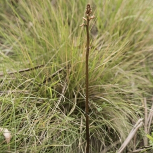 Gastrodia sp. at Tennent, ACT - suppressed