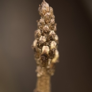 Gastrodia sp. at Tennent, ACT - suppressed