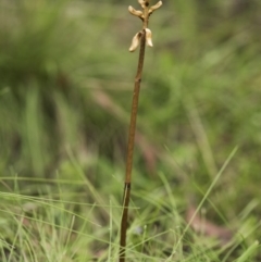 Gastrodia sp. at Tennent, ACT - suppressed