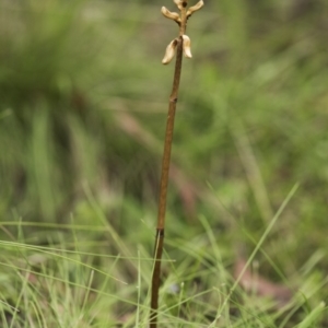 Gastrodia sp. at Tennent, ACT - suppressed