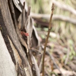 Gastrodia sp. at Tennent, ACT - suppressed