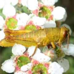 Percassa rugifrons (Mountain Grasshopper) at Tennent, ACT - 14 Dec 2018 by Harrisi