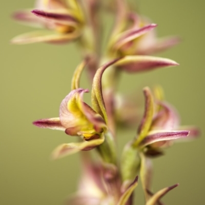 Paraprasophyllum canaliculatum (Summer Leek Orchid) at Paddys River, ACT by GlenRyan