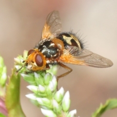 Microtropesa sp. (genus) (Tachinid fly) at Tennent, ACT - 15 Dec 2018 by Harrisi