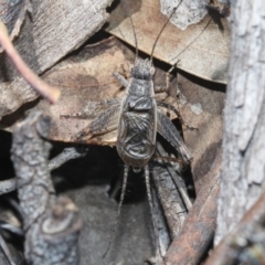 Eurepa marginipennis at Hackett, ACT - 30 Oct 2018