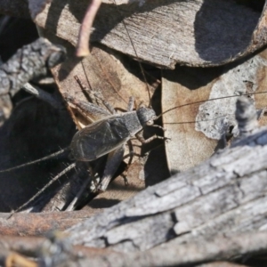 Eurepa marginipennis at Hackett, ACT - 30 Oct 2018