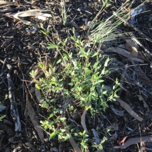 Einadia nutans subsp. nutans at Griffith, ACT - 17 Dec 2018