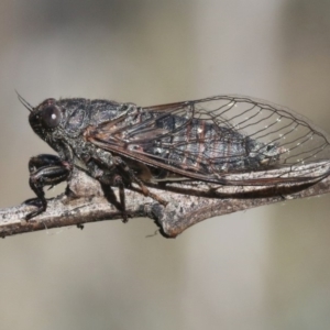 Myopsalta parvula at Acton, ACT - 29 Oct 2018 12:00 AM