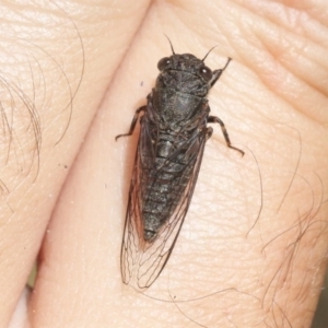 Myopsalta parvula at Acton, ACT - 29 Oct 2018 12:00 AM