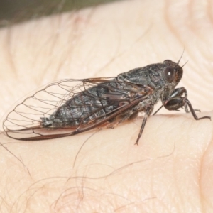 Myopsalta parvula at Acton, ACT - 29 Oct 2018 12:00 AM