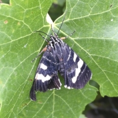 Phalaenoides glycinae (Grapevine Moth) at Michelago, NSW - 28 Dec 2017 by Illilanga