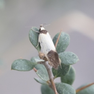 Merocroca automima at Michelago, NSW - 8 Nov 2018