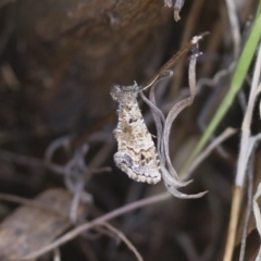 Arrade destituta (Hypeninae) at Michelago, NSW - 13 Nov 2017 by Illilanga