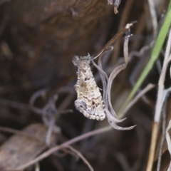 Arrade destituta (Arrade destituta) at Michelago, NSW - 13 Nov 2017 by Illilanga