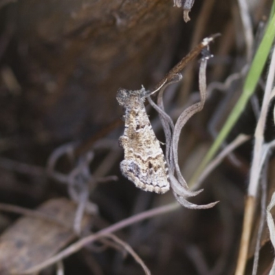 Arrade destituta (Hypeninae) at Michelago, NSW - 13 Nov 2017 by Illilanga