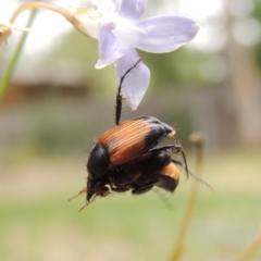 Phyllotocus navicularis (Nectar scarab) at Conder, ACT - 15 Dec 2018 by michaelb