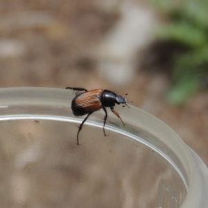 Phyllotocus navicularis at Conder, ACT - 15 Dec 2018