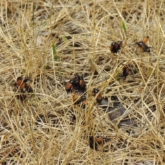 Phyllotocus navicularis at Conder, ACT - 15 Dec 2018