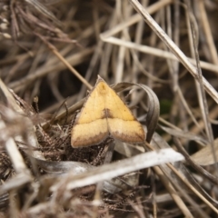 Anachloris subochraria (Golden Grass Carpet) at Michelago, NSW - 20 Oct 2013 by Illilanga