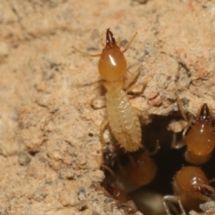 Coptotermes sp. (genus) (Termite) at Hackett, ACT - 30 Oct 2018 by silverseastarsong