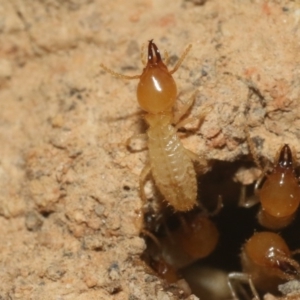 Coptotermes sp. (genus) at Hackett, ACT - suppressed