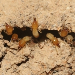 Coptotermes sp. (genus) at Hackett, ACT - suppressed