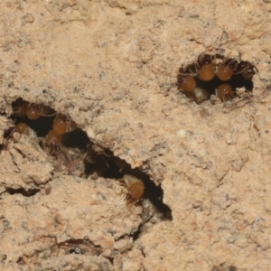 Coptotermes sp. (genus) at Hackett, ACT - suppressed