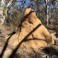 Coptotermes sp. (genus) at Hackett, ACT - suppressed