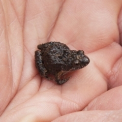 Crinia sp. (genus) (A froglet) at Michelago, NSW - 19 Oct 2013 by Illilanga