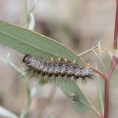 Epicoma (genus) (Unidentified Prominent moth) at Michelago, NSW - 15 Feb 2015 by Illilanga