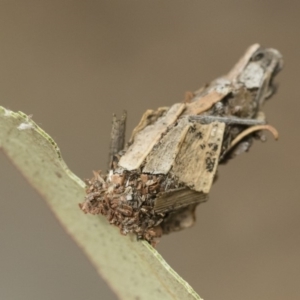 Hyalarcta huebneri at Michelago, NSW - 16 Dec 2018 03:31 PM