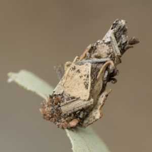 Hyalarcta huebneri at Michelago, NSW - 16 Dec 2018 03:31 PM