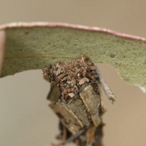 Hyalarcta huebneri at Michelago, NSW - 16 Dec 2018 03:31 PM