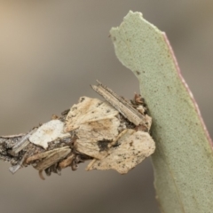 Hyalarcta huebneri at Michelago, NSW - 16 Dec 2018 03:31 PM