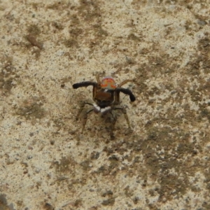 Maratus pavonis at Kambah, ACT - 15 Dec 2018