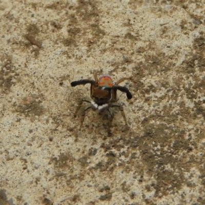 Maratus pavonis (Dunn's peacock spider) at Kambah, ACT - 14 Dec 2018 by MatthewFrawley